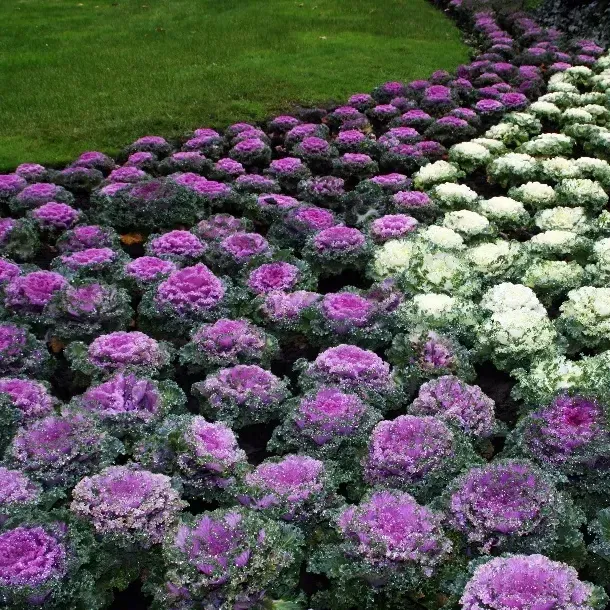 thumbnail for publication: Brassica oleracea: Flowering Kale, Ornamental Kale, Ornamental Cabbage
